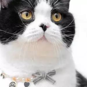 고양이 리본 진주 목걸이 반려동물 강아지 패션 악세사리
