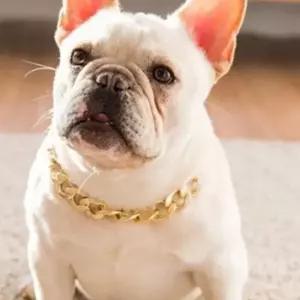 반려견 골드 체인 목걸이 애완동물 고양이 촬영용 액세서리 조절 가능