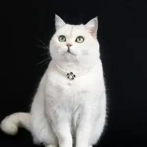 고양이 진주 목걸이 강아지 반려동물 장식 플라워 펜던트