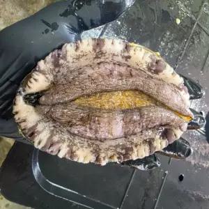 완도산 정품 초초대왕 활 전복 1kg 2-4미 내외