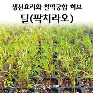 [모종심는아빠] 생선요리의 향신료 딜 팍치라오 모종72포트(트레이한판)
