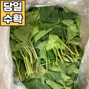 강원도 정선 어수리나물 1kg *당일수확*