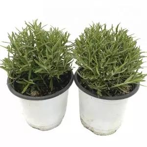 (로즈마리) 실내 화초 1+1 로즈마리 허브 약7cm /화분화초/데코용화초/식물화초/가정용화초/장식용화초