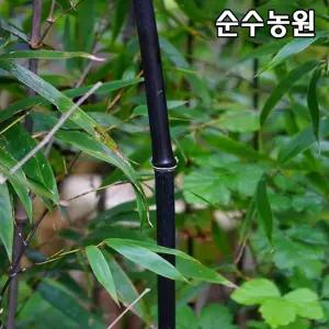 오죽나무 묘목 키1.5m전후(분) 1개/대나무/속성수/경계수