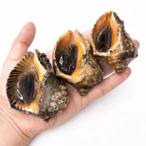 국내산 연평 참소라 1kg + 1kg 총 2kg 자연산 횟감