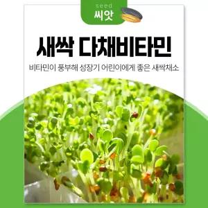세경팜 새싹 비타민다채싹 새싹채소 씨앗 30g 키우기