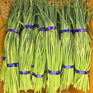 국산 햇 마늘쫑 마늘종 특품 2kg 3kg