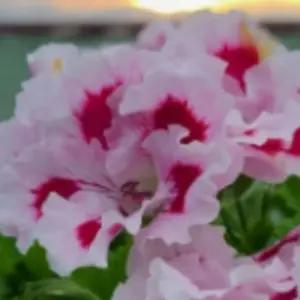 조피아포프 제라늄 유럽꽃 희귀식물 감성화분 베란다가드닝 조경 B08