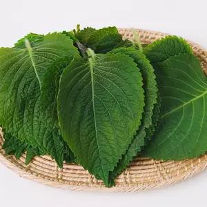 밀양 찹찹이 깻잎 500g 1kg