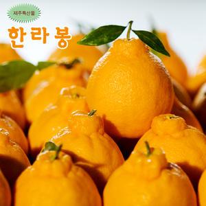 제주도 한라봉 5kg 18과 14과 12과 선택/산지발송 선물세트