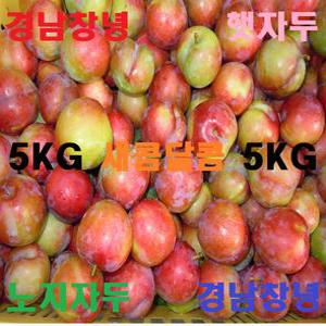2026년 경남 창녕 5KG 햇 노지 자두 새콤달콤 제철 자두 대석 후무사