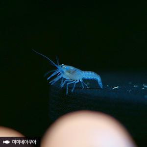 블루 크로우 치가재 2마리 (블크)