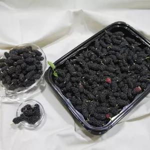 햇 생과 오디 1kg 특품