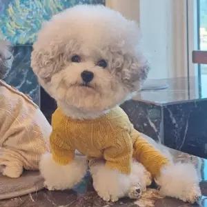 강아지 꽈배기 올인원 니트 2XL 1P 긴팔 점프수트 애견봄가을점프수트 (WFFWSUL)