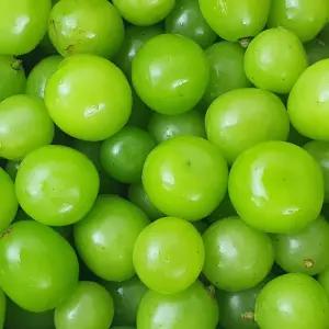 올바이 포도 못난이 알알이 까멜리아 2kg+2kg 수입청포도 쥬스용