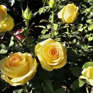 유럽 사계땅장미 3년생 (노랑) 포트 1주