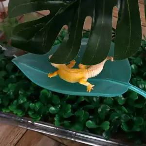 크레스티드게코 크레스티드 용품 도마뱀 사육장