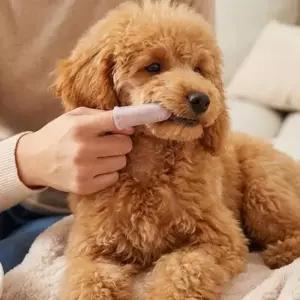강아지 손가락 칫솔 실리콘 애견 애묘 입냄새 치석제거 스케일링 잇몸케어 용품