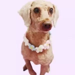 강아지 고양이 목걸이 꽃장식 반려동물 인식표