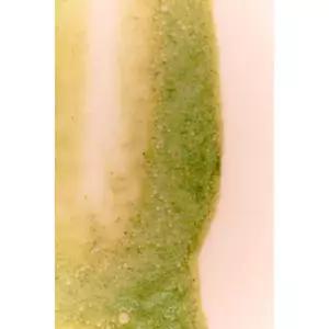 ZARA SWEET MATCHA DAY 오드 뚜왈렛 90ML