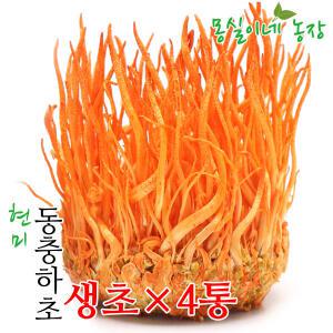 몽실이네농장 무농약 현미동충하초 생초4통