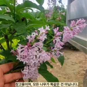 미스김라일락 포트묘 나무 묘목 라일락 개화주 보라 퍼플꽃 수수꽃다리 노지월동 (목하원예조경)