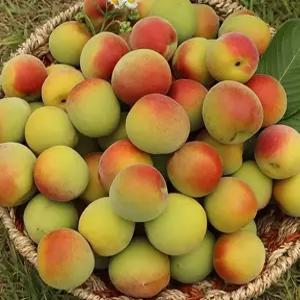 고흥 홍매실 10kg(대~특) 매실청용 고흥매실 산지발송 6월15일첫수확