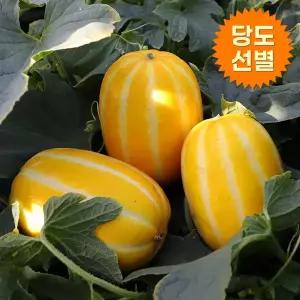 [아침의뜰][김재윤 생산]성주꿀참외5kg(로얄과/15~25과)(가정용)