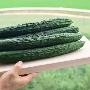 국내산 신선한 가시오이 5kg