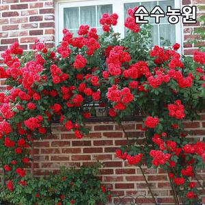 일반덩굴장미나무 묘목 키1.2m 망포트(2~3지) 1개/넝쿨, 줄장미/꽃나무