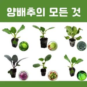 양배추 모종 꼬깔 미니 월동 방울양배추 2개씩