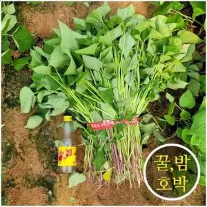 초록미소 당일발송 해남 무병(균)모 꿀 밤 호박 고구마모종 고구마순 3kg 5kg 10kg 20kg