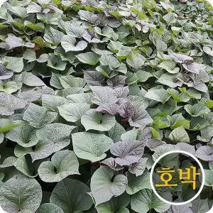 초록미소 산지발송 해남 호박 호풍미 고구마모종 고구마순 무병모 3kg
