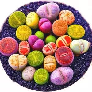 리톱스씨앗 믹스 300립 ( Lithops mix seed ) 280여종믹스