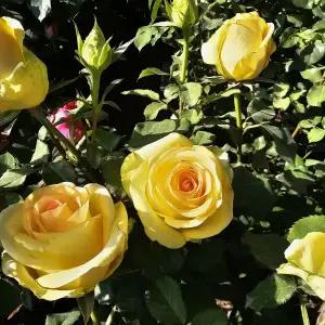 연세원예 유럽 사계땅장미 3년생 (노랑) 포트 1주