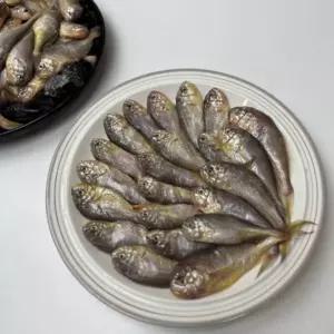 국내산 생물 황석어 2kg 깡다리 강달어 참조기 조기 젓갈 조림 구이