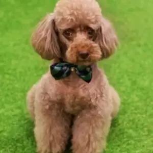 스카프 강아지 넥타이 애견 액세서리