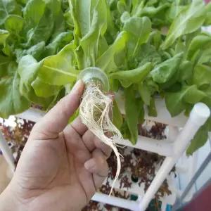 수경재배포트 포트망 수화분 재배 화분 포트 수경재배