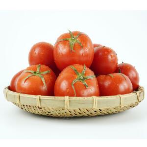 자연미가 토망고 스테비아 토마토2kg 12입내외(10-16입)