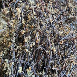 하동 햇 건조 고사리 지리산 맛난 고사리 나물 건고사리 (국산) 300g