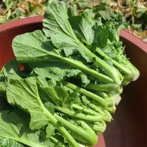 [산지직송] 여수 산지직송 돌산갓 생갓 5kg 1박스