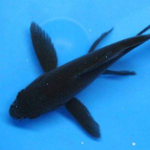비단잉어 KO-07 풀블랙 공작 비단잉어 6~7cm 1마리