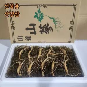산삼 강원도 인제 산양삼 1200고지 장뇌삼 야생 방치 산양산삼 1박스 10년근 특상품 선물용 10뿌리 선물세