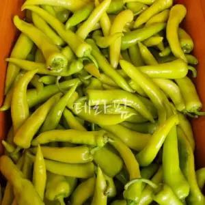 당조고추 500G 당고추 천연인슐린