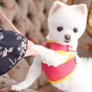 에어매쉬 강아지 조끼 하네스 세트 애견 산책줄 반려견가슴줄 애견가슴줄 (WDD24AF)
