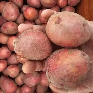 포슬포슬한 햇 홍감자 (왕특) 5kg