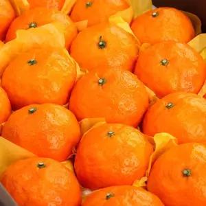 [오초록] 제주 카라향(귤로향) 4kg(20~25과내,선물용)