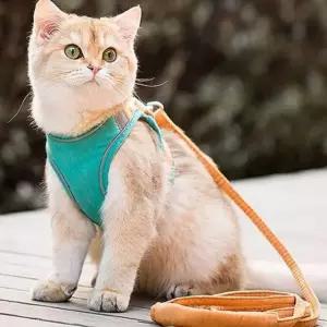 하네스 리드줄 반려동물 그린오렌지 L 가슴줄 고양이 리드줄 고양이 (WFB210D)