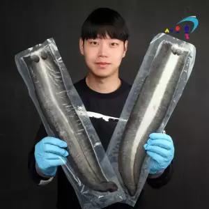 국내산 풍천 장어(대) 1kg(2미) 자포니카 민물장어 손질후 620g이상