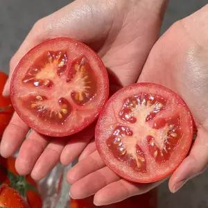 당일수확 완숙 토마토 소과 5kg (3번과)